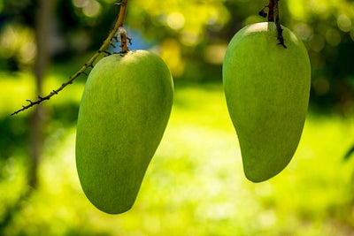Unlocking the Hidden Benefits of the African Mango