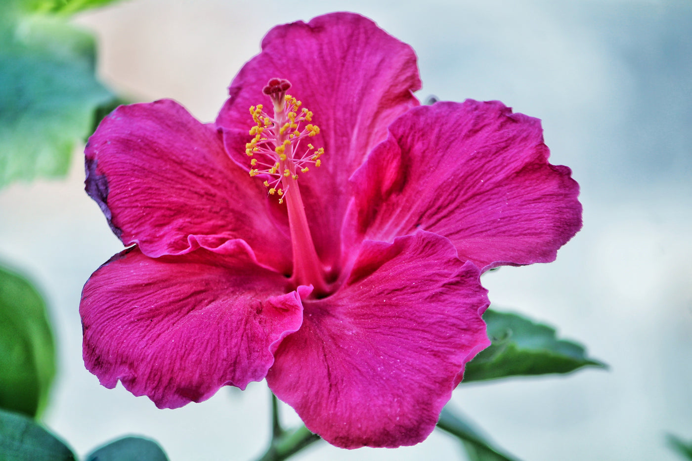 Hibiscus' Amazing Inside-Out Skin Benefits